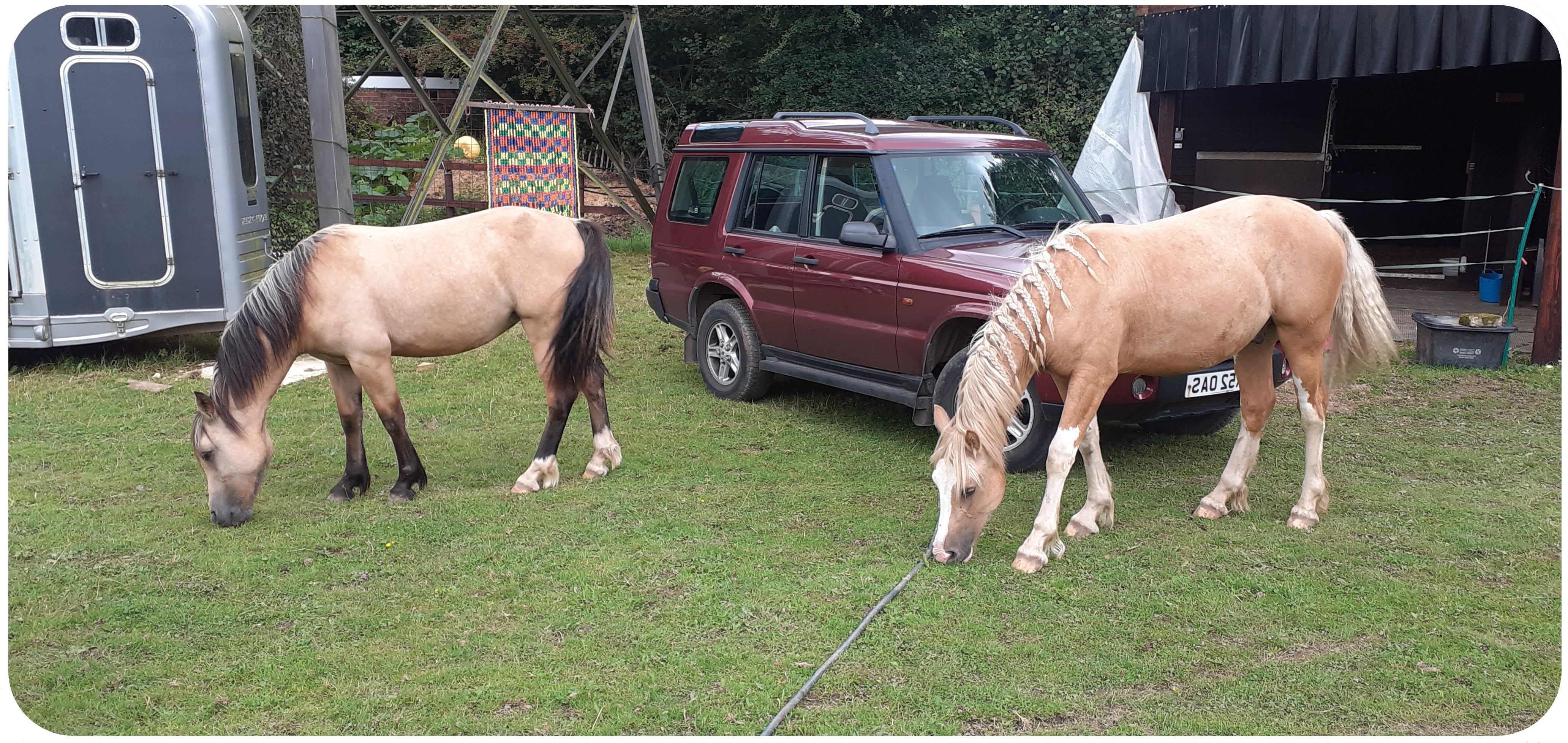 Julie Bradbury's Ponies