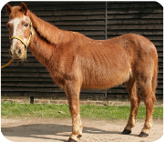 Julia Bradbury's Horse