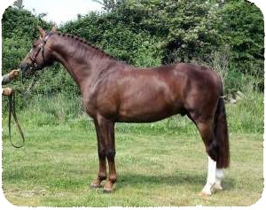 Lauren Essex horse (2) - Fed Antilam